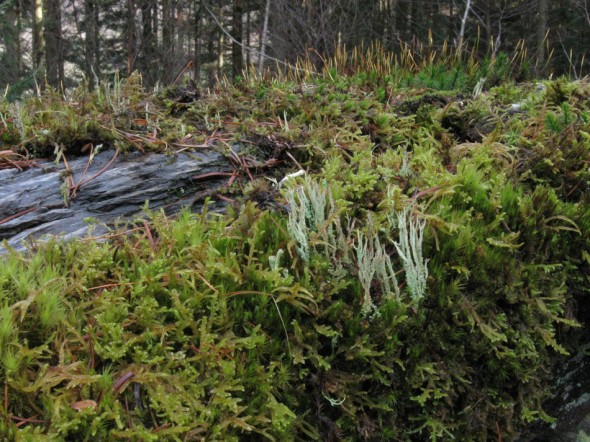 Mosses on fallen treetrunk