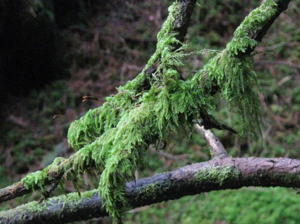 Moss on tree