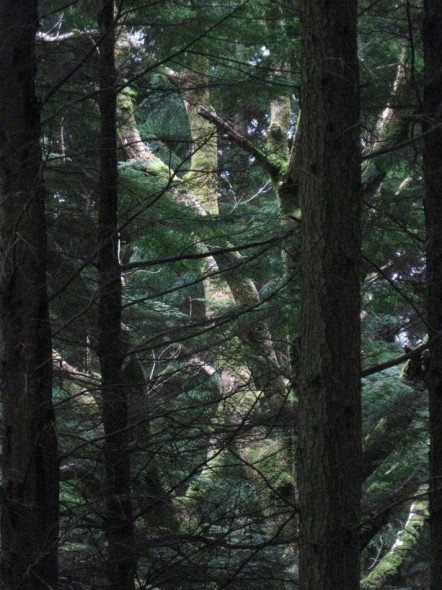 Deciduous tree amongst evergreens